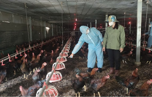 Không chỉ thành công với mô hình chăn nuôi gà liên kết, anh Nguyễn Văn Đức ở xã Ea Tul, tỉnh Đắk Lắk còn gây chú ý khi mỗi năm thu về hàng tỷ đồng nhờ đầu tư điện mặt trời mái nhà. Từ những rẫy cà phê cằn cỗi, anh đã xây dựng trang trại 8ha kết hợp chăn nuôi và khai thác năng lượng tái tạo hiệu quả.